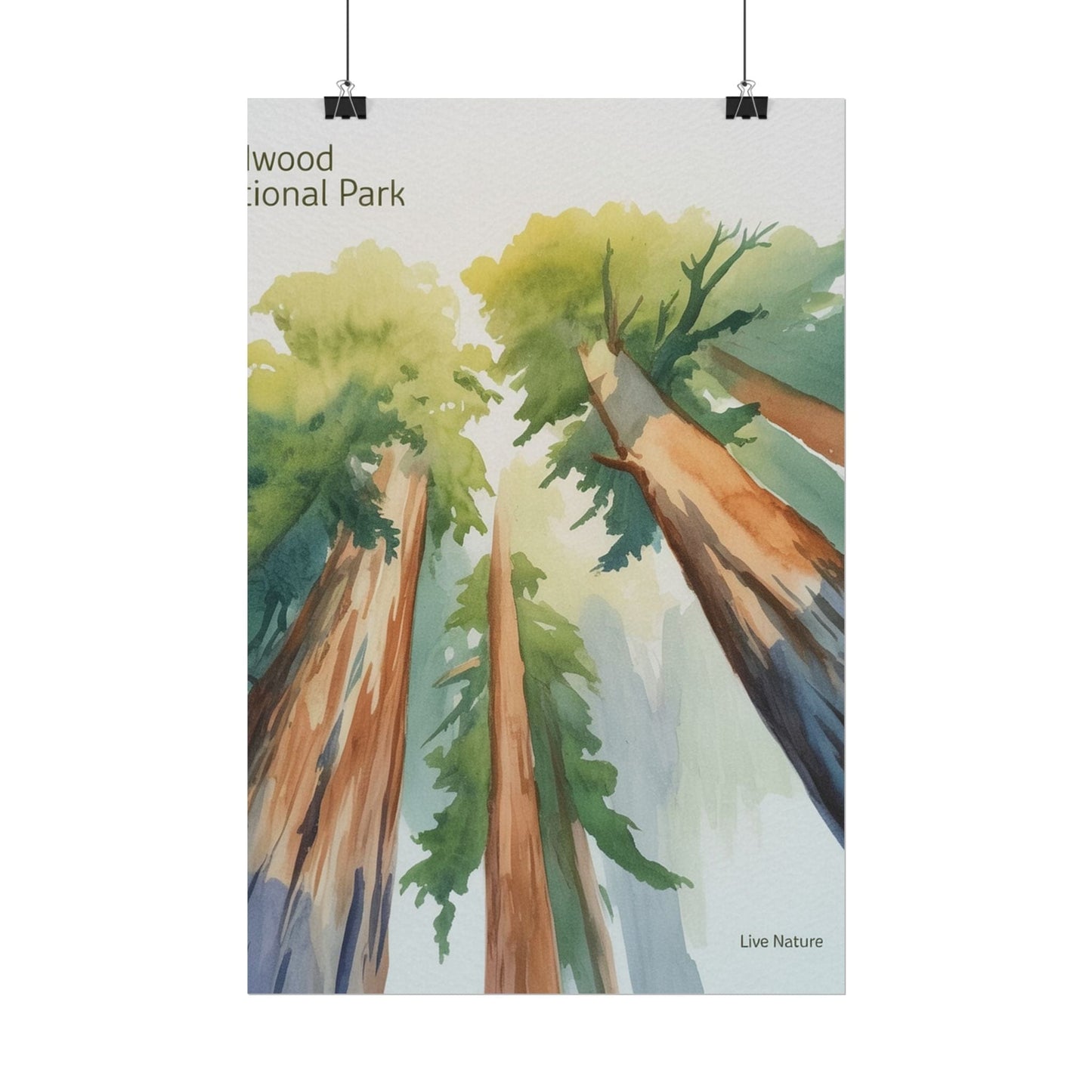 Redwood National Park Watercolor Art Print