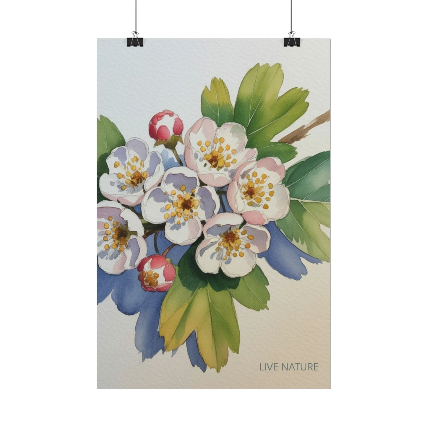 Hawthorn and Dogwood Blossoms Art Print – Live Nature