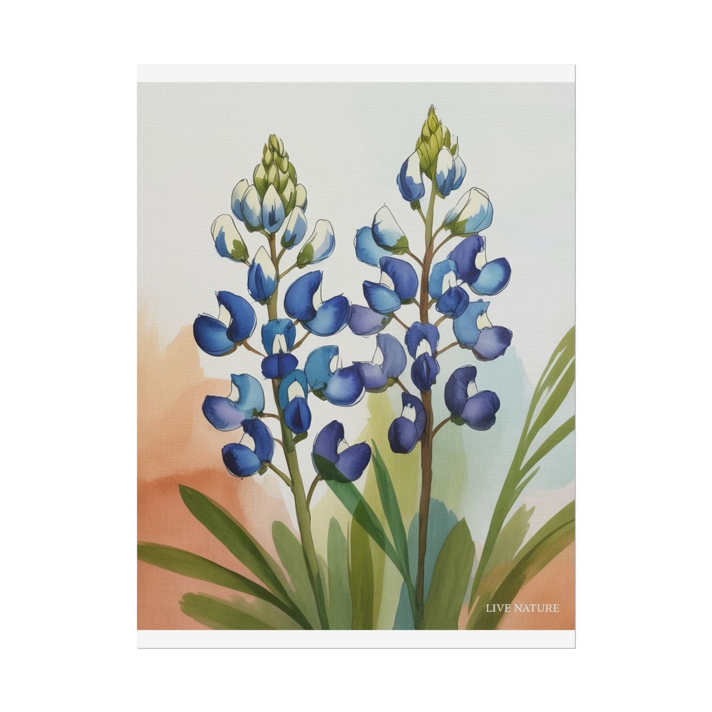 Texas Bluebonnet Watercolor Art Print Matte Finish