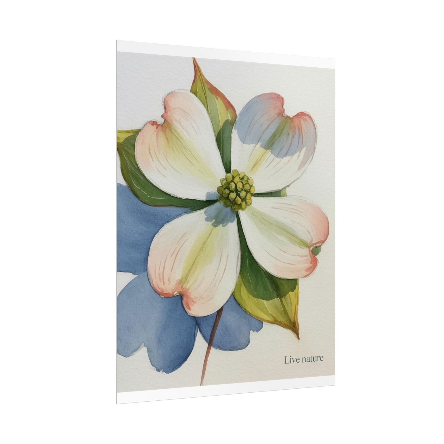 Flowering Dogwood Watercolor Print 'Live Nature