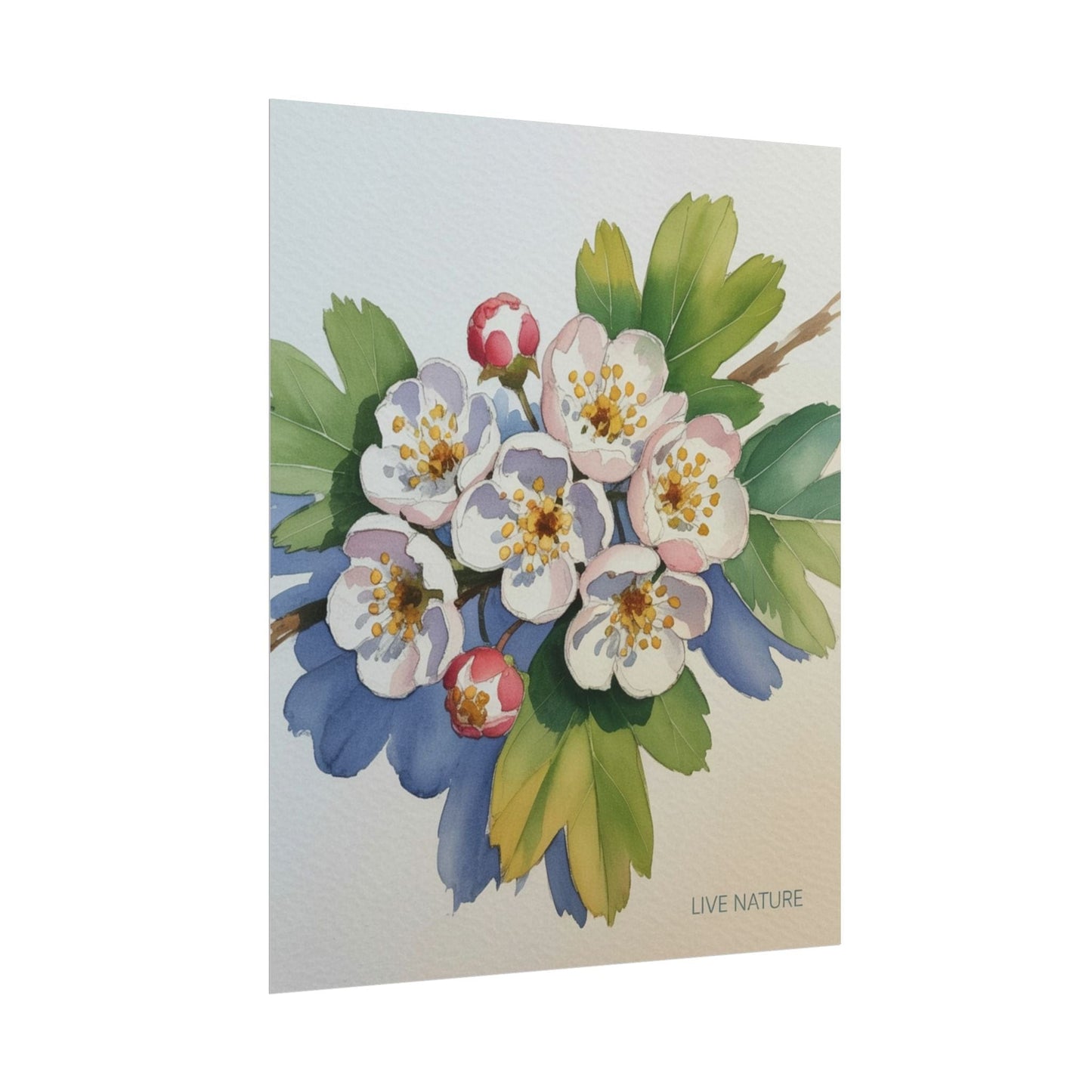 Hawthorn and Dogwood Blossoms Art Print – Live Nature