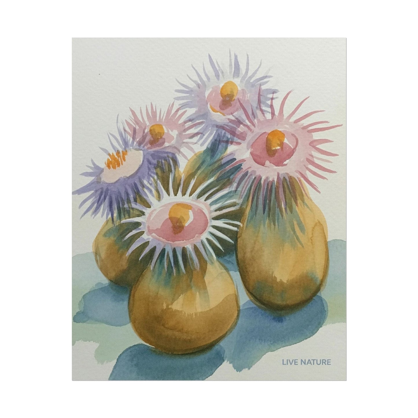 Colorful Sea Anemones Watercolor Art Print