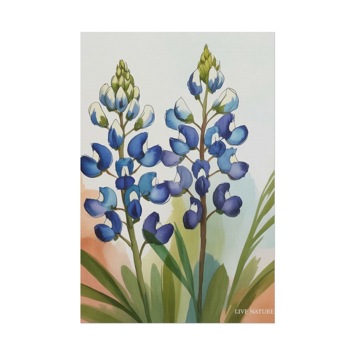 Texas Bluebonnet Watercolor Art Print Matte Finish