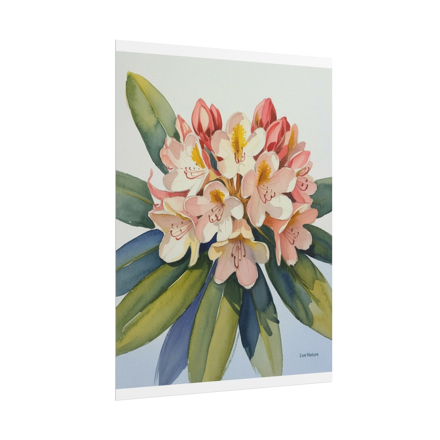 Coast Rhododendron Watercolor Print Washington Art