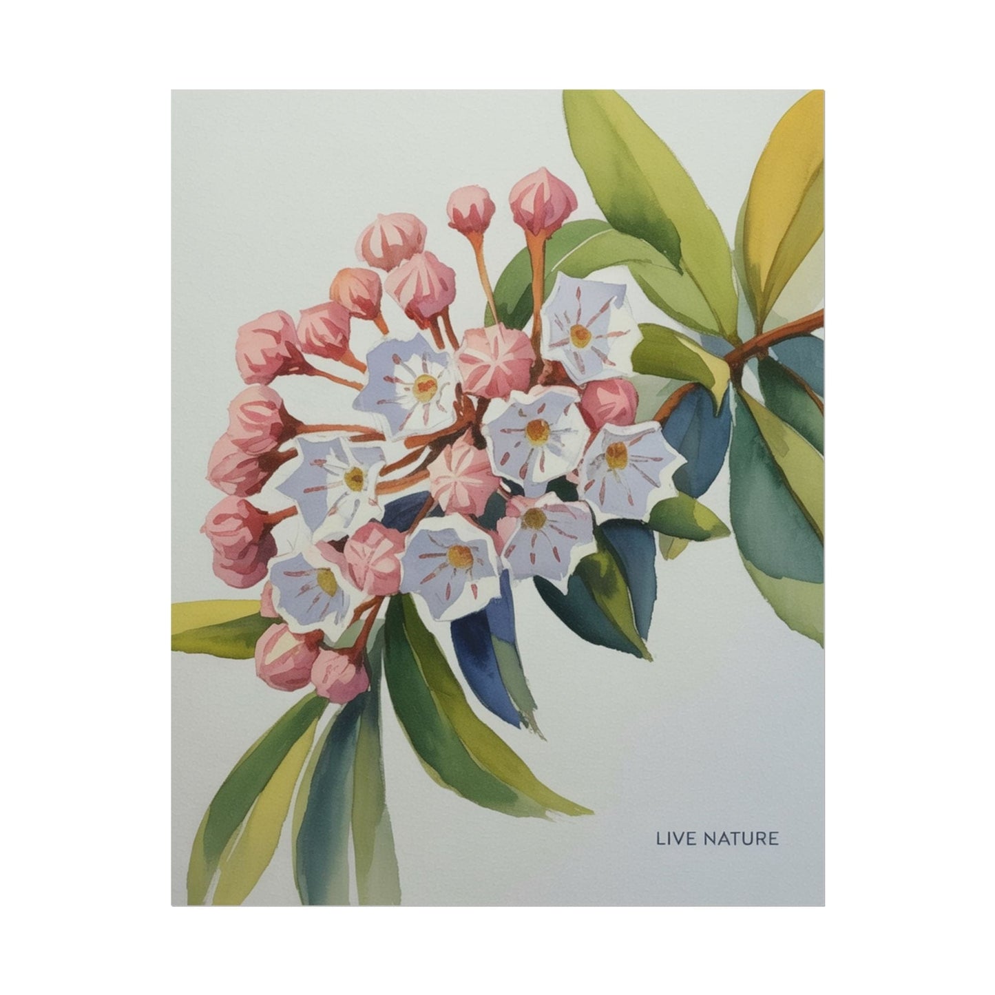 Mountain Laurel Connecticut State Flower Art Print