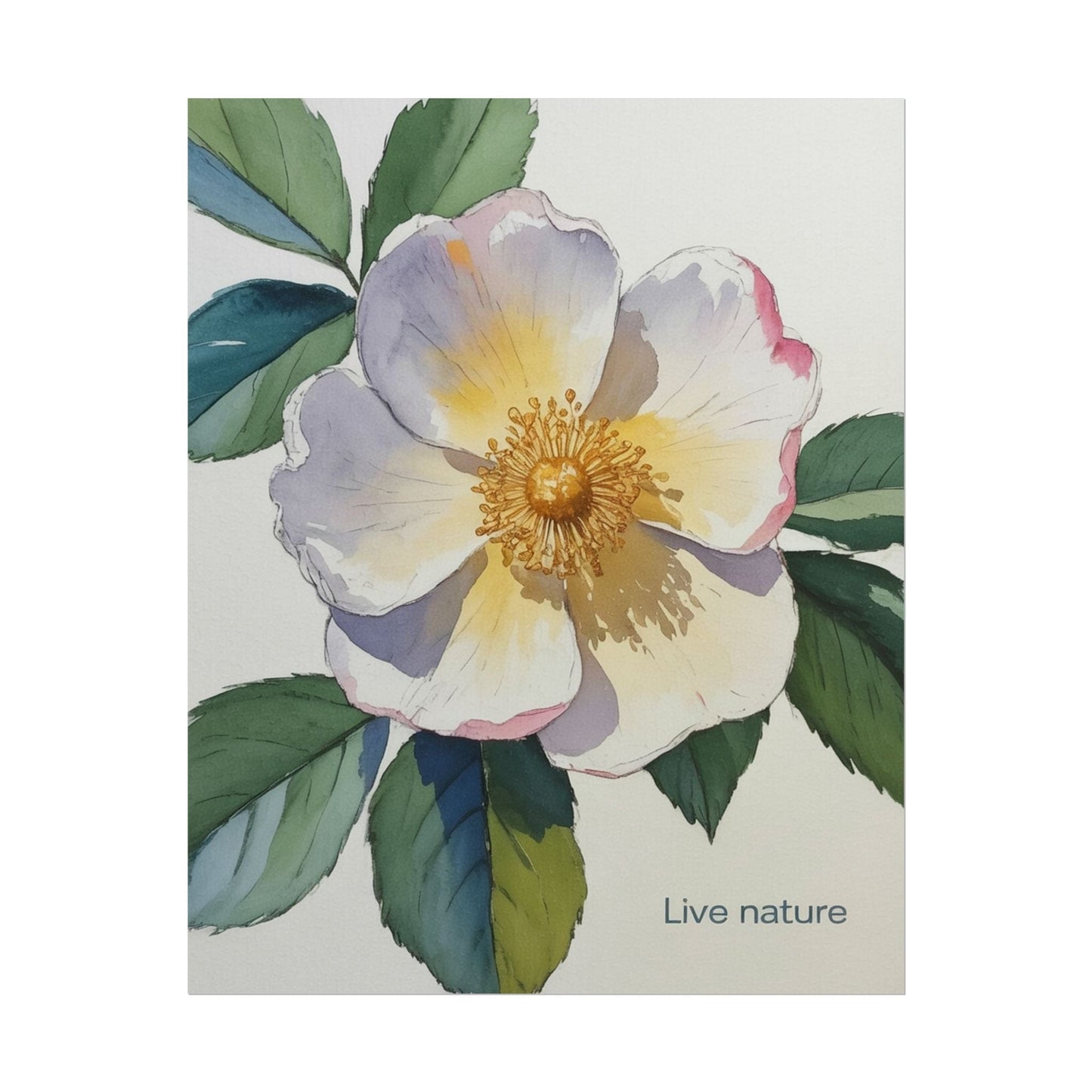 Cherokee Rose Watercolor Art Print 'Live Nature