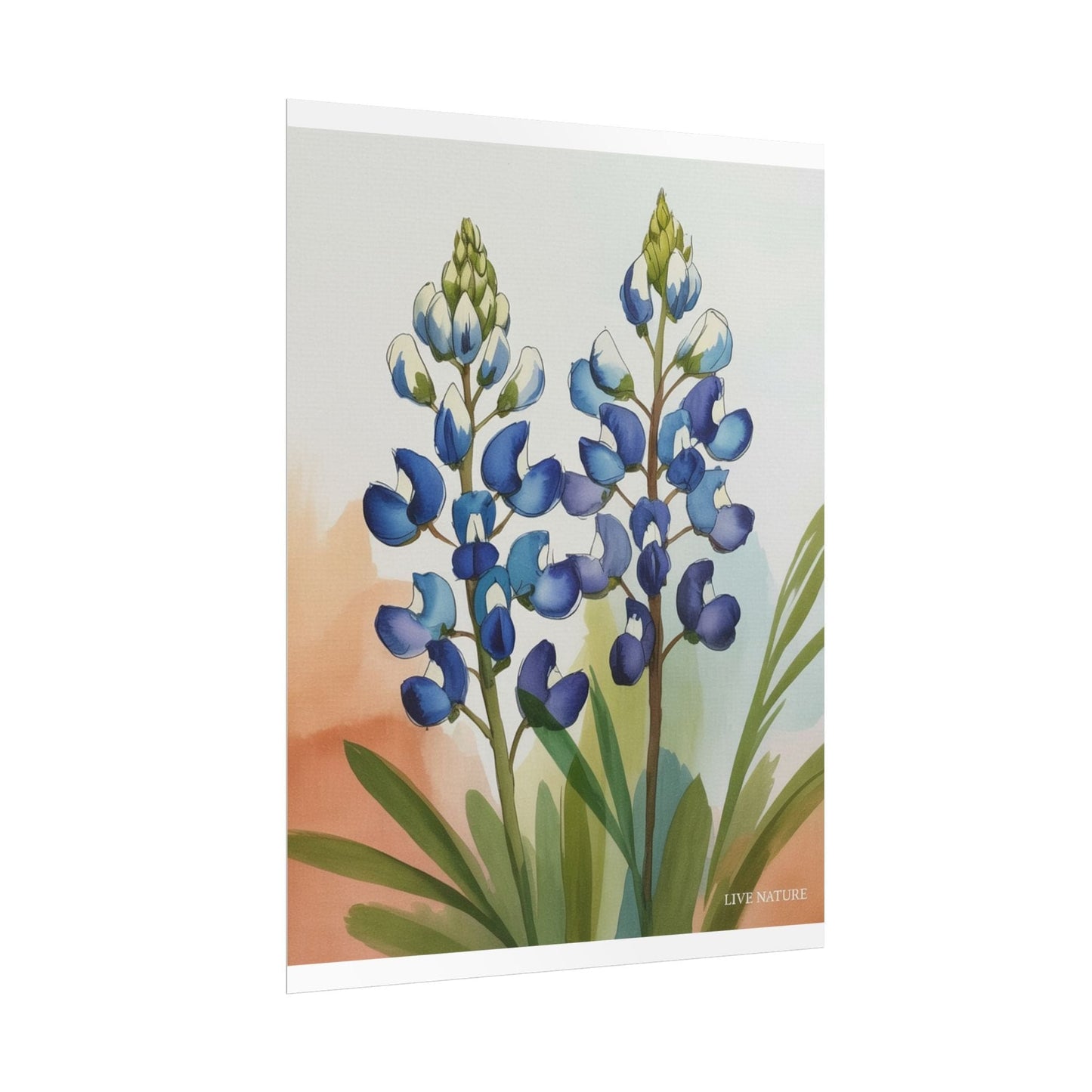 Texas Bluebonnet Watercolor Art Print Matte Finish