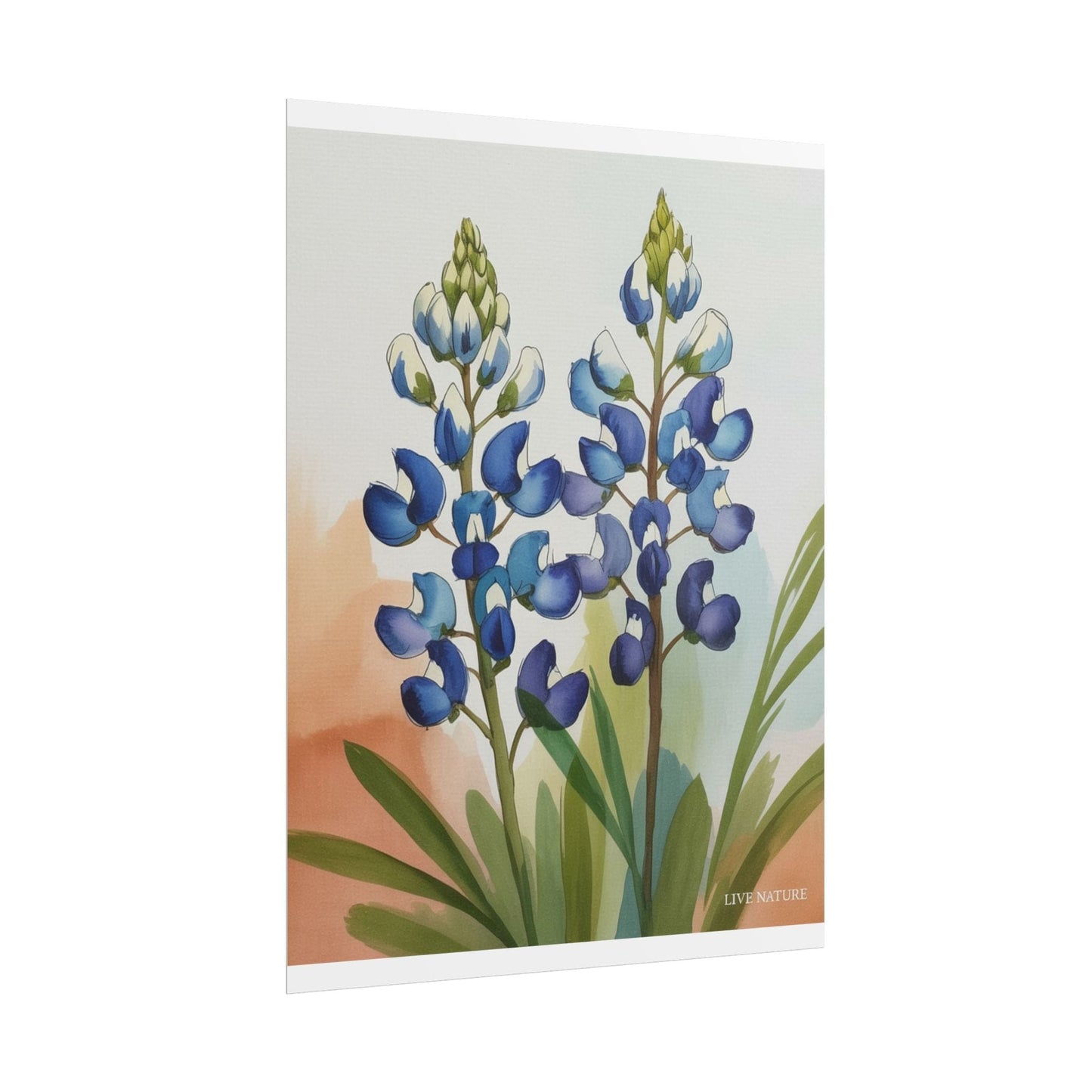 Texas Bluebonnet Watercolor Art Print Matte Finish