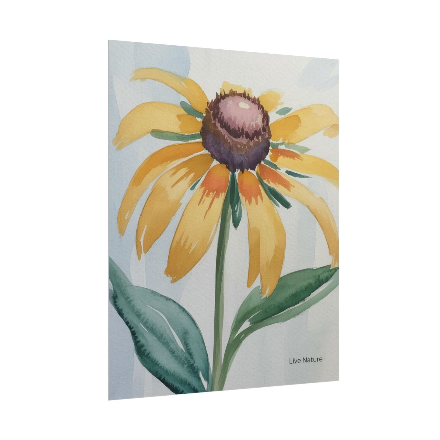 Black Eyed Susan Watercolor Art Print - Live Nature