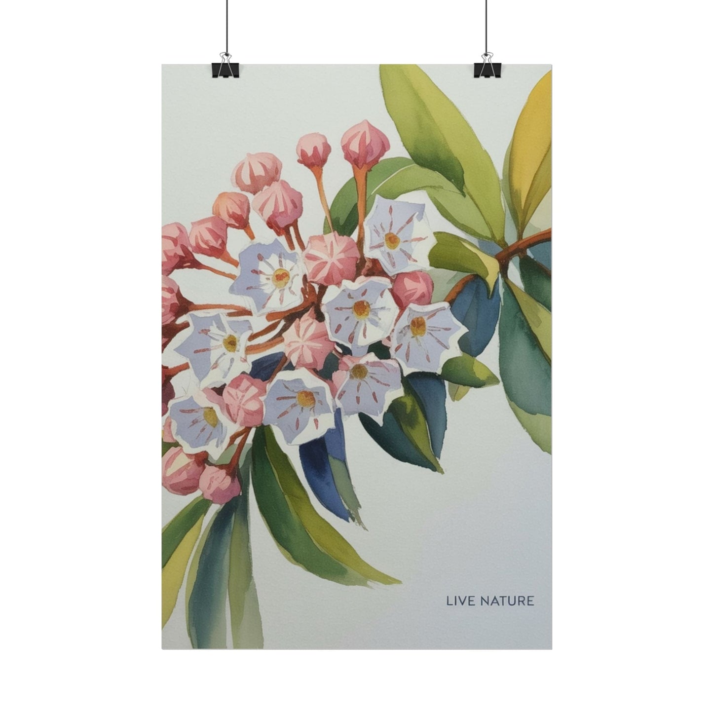 Mountain Laurel Connecticut State Flower Art Print
