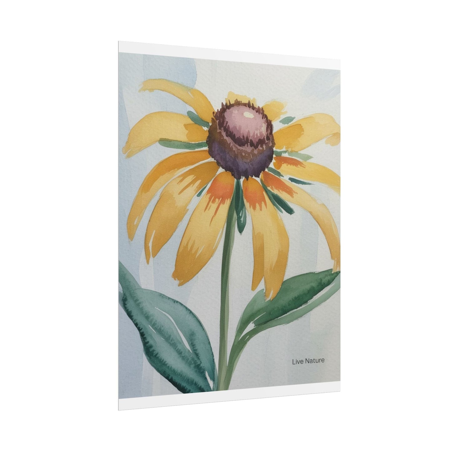 Black Eyed Susan Watercolor Art Print - Live Nature