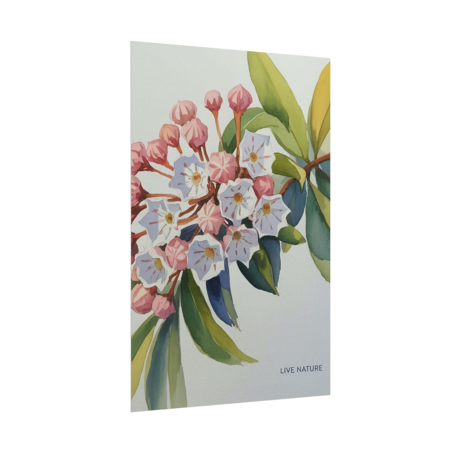 Mountain Laurel Connecticut State Flower Art Print