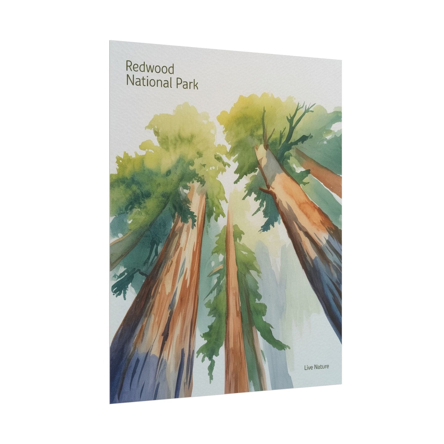 Redwood National Park Watercolor Art Print