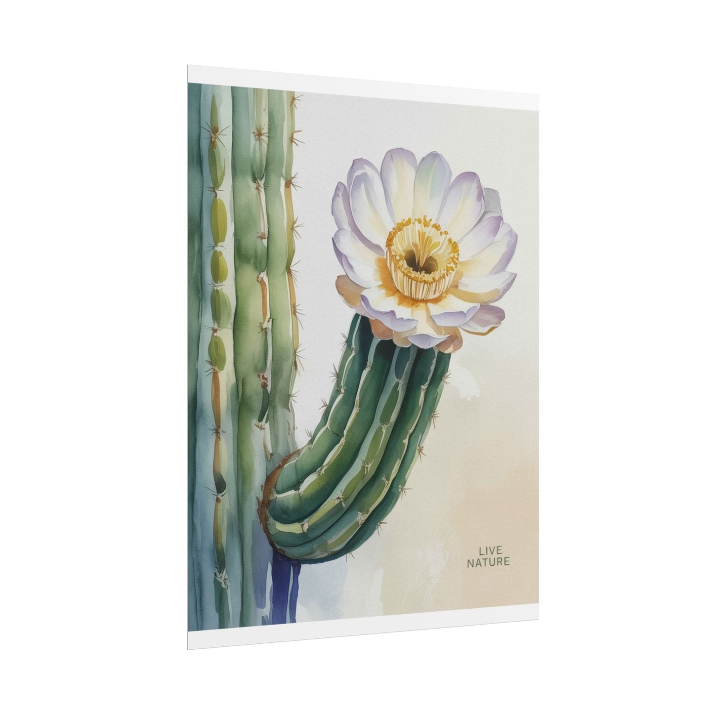 Saguaro Cactus Bloom Watercolor Art Print 'Live Nature