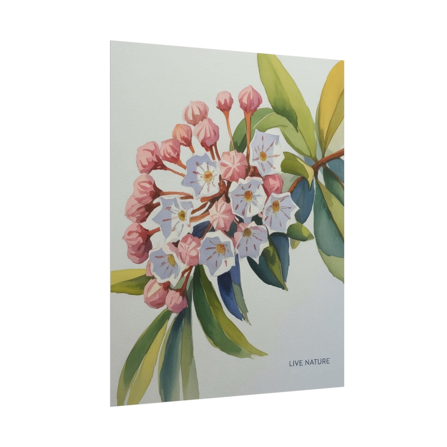 Mountain Laurel Connecticut State Flower Art Print