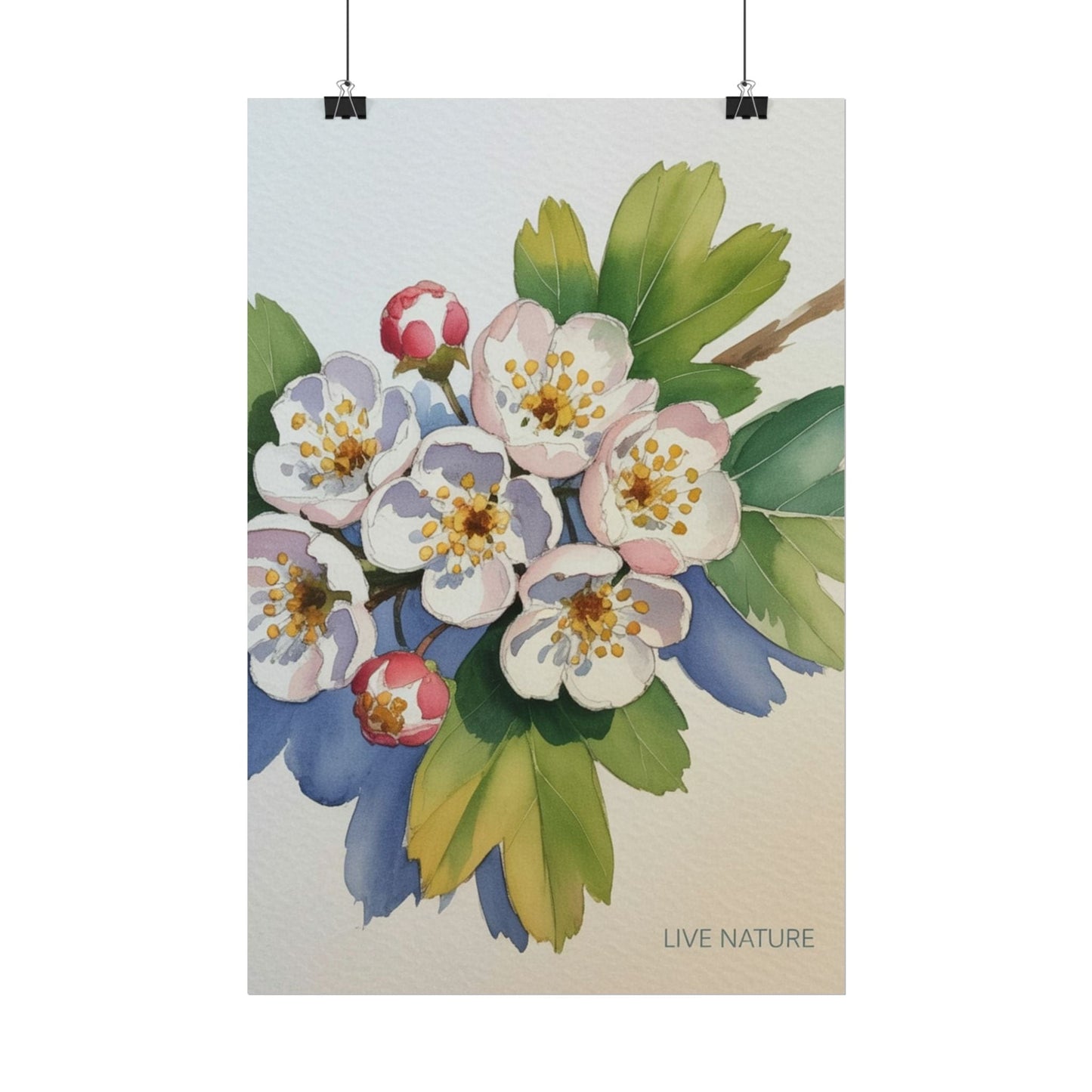 Hawthorn and Dogwood Blossoms Art Print – Live Nature