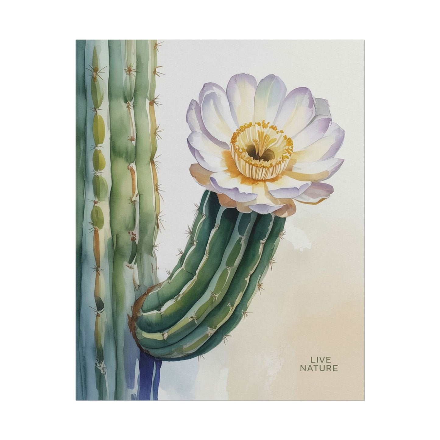 Saguaro Cactus Bloom Watercolor Art Print 'Live Nature