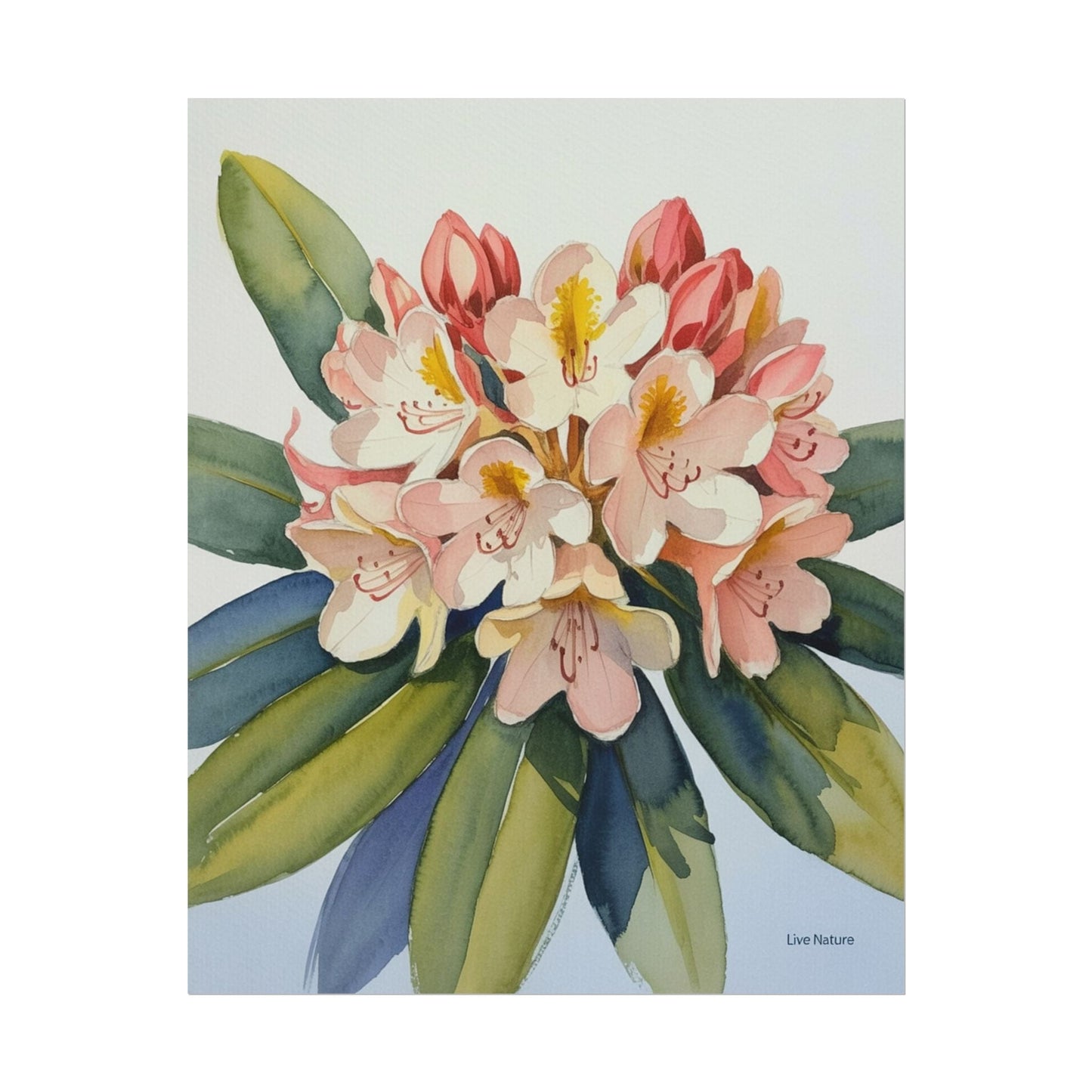 Coast Rhododendron Watercolor Print Washington Art