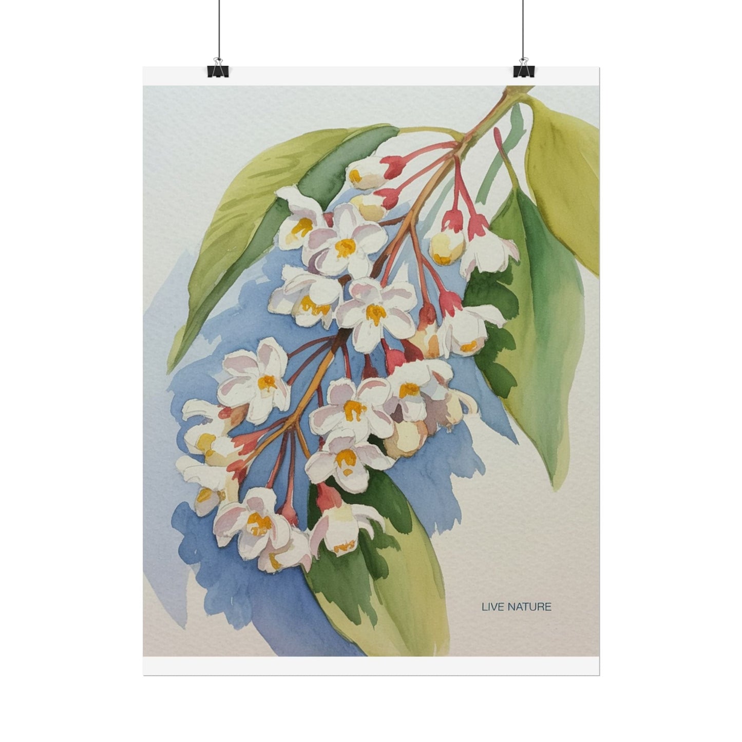 Idaho Syringa Blossom Watercolor Art Print Poster