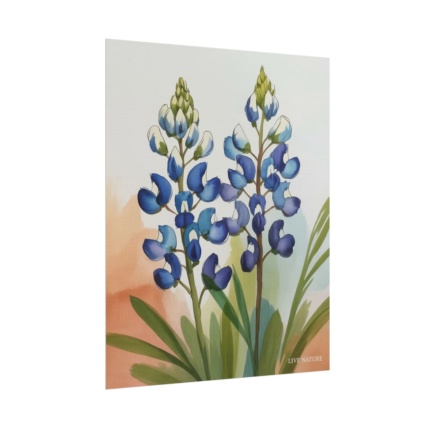 Texas Bluebonnet Watercolor Art Print Matte Finish