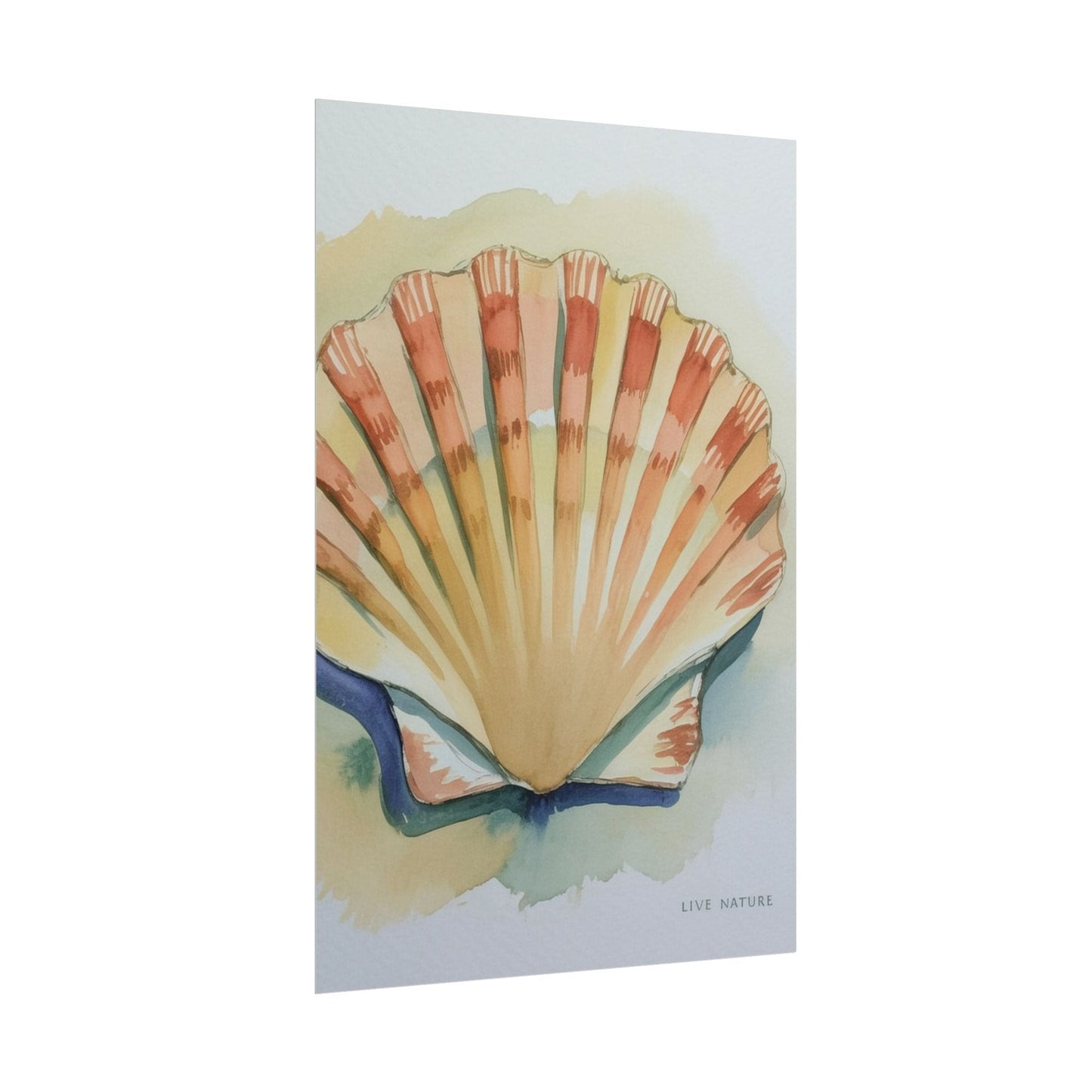 Clam Shell Watercolor Art Print 'Live Nature