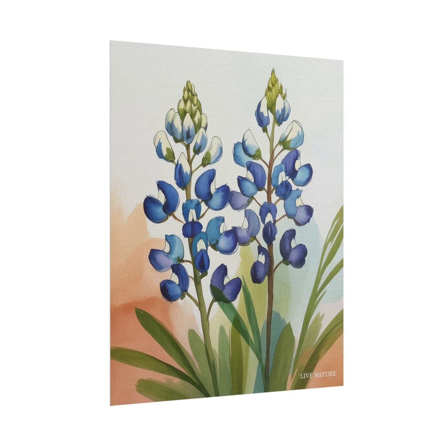 Texas Bluebonnet Watercolor Art Print Matte Finish