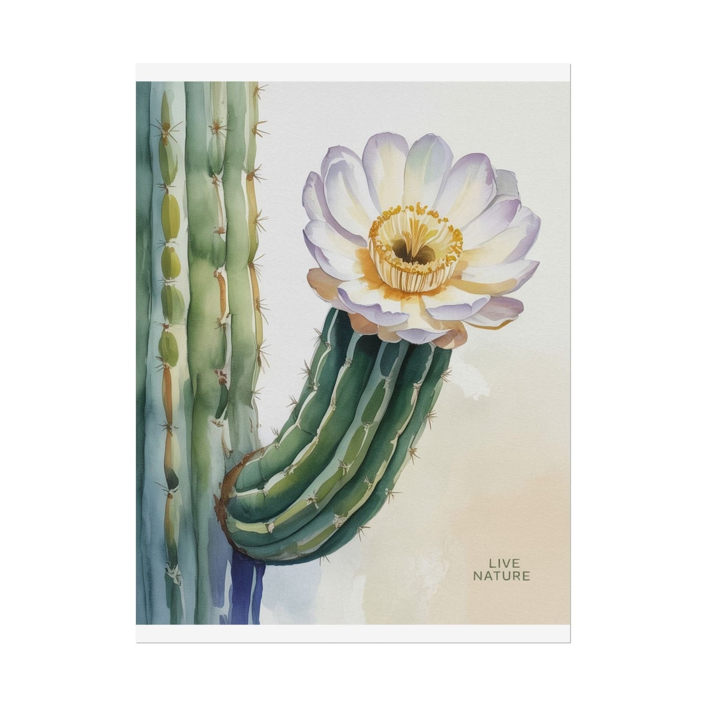 Saguaro Cactus Bloom Watercolor Art Print 'Live Nature