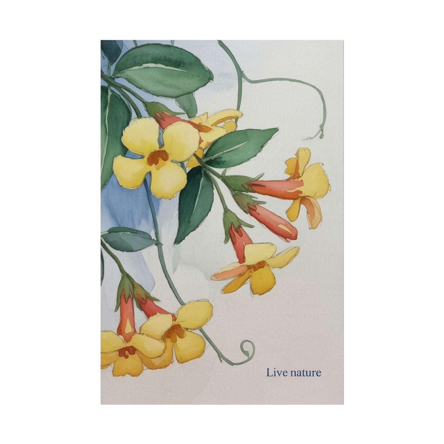 Yellow Jessamine Watercolor Art Print 'Live Nature