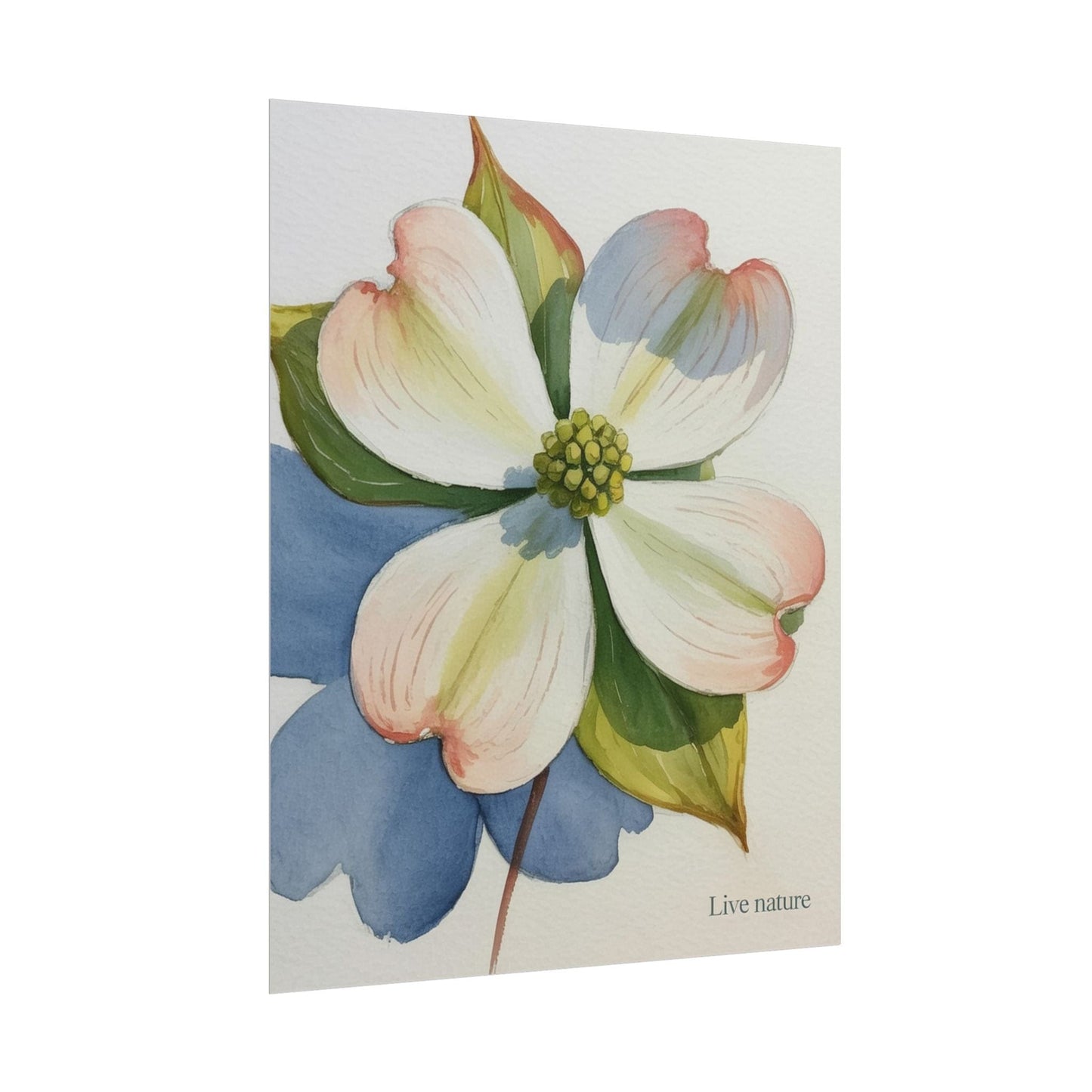 Flowering Dogwood Watercolor Print 'Live Nature