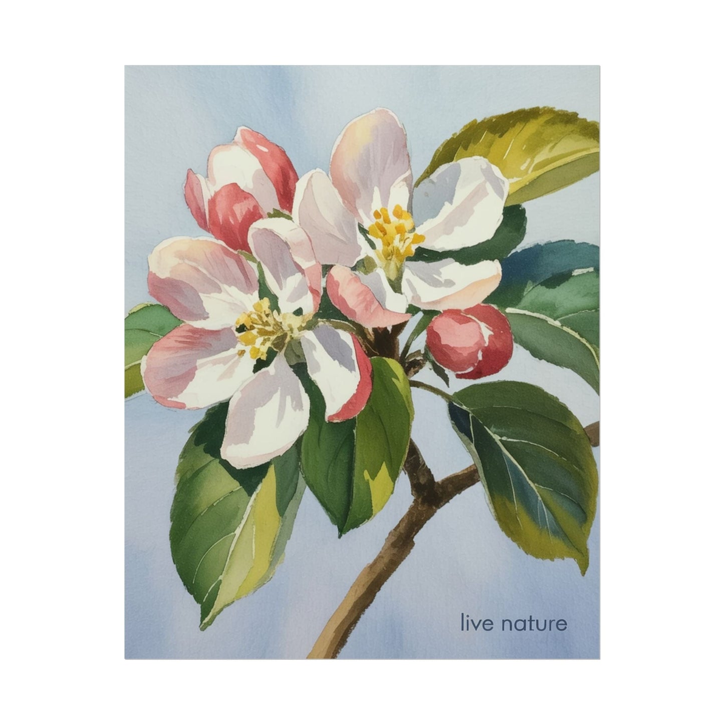 Apple Blossom Watercolor Art Print 'Live Nature' Design