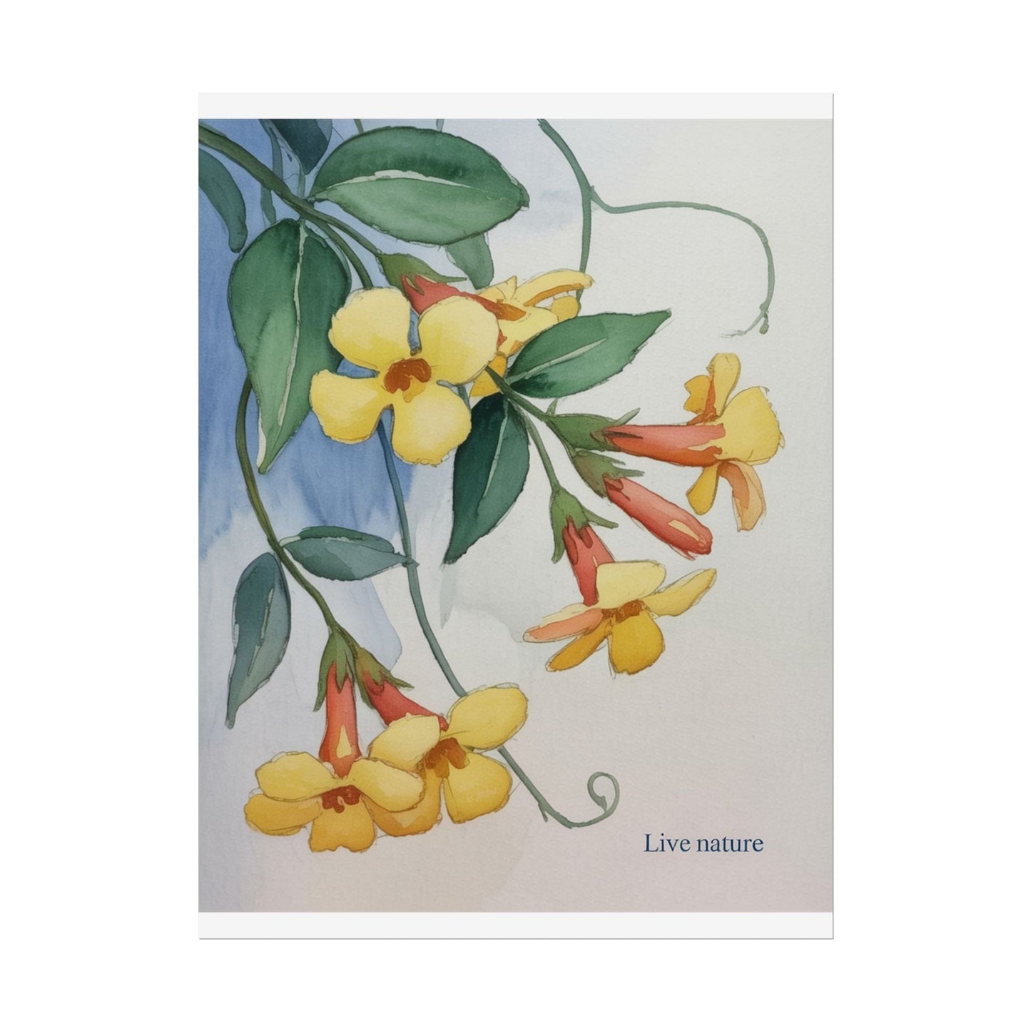 Yellow Jessamine Watercolor Art Print 'Live Nature