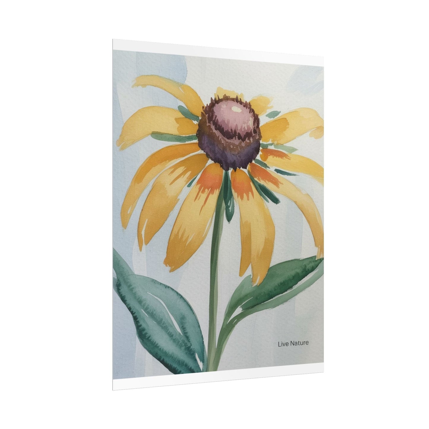 Black Eyed Susan Watercolor Art Print - Live Nature