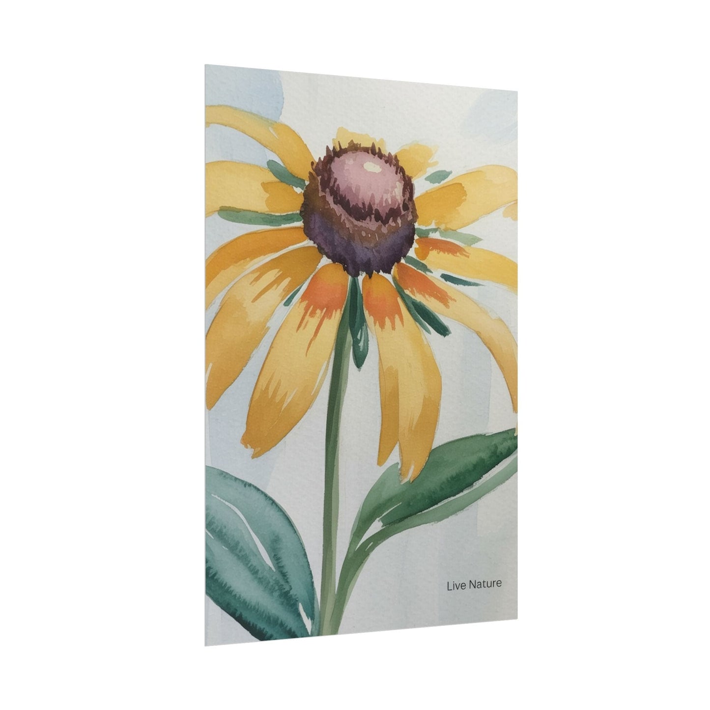 Black Eyed Susan Watercolor Art Print - Live Nature