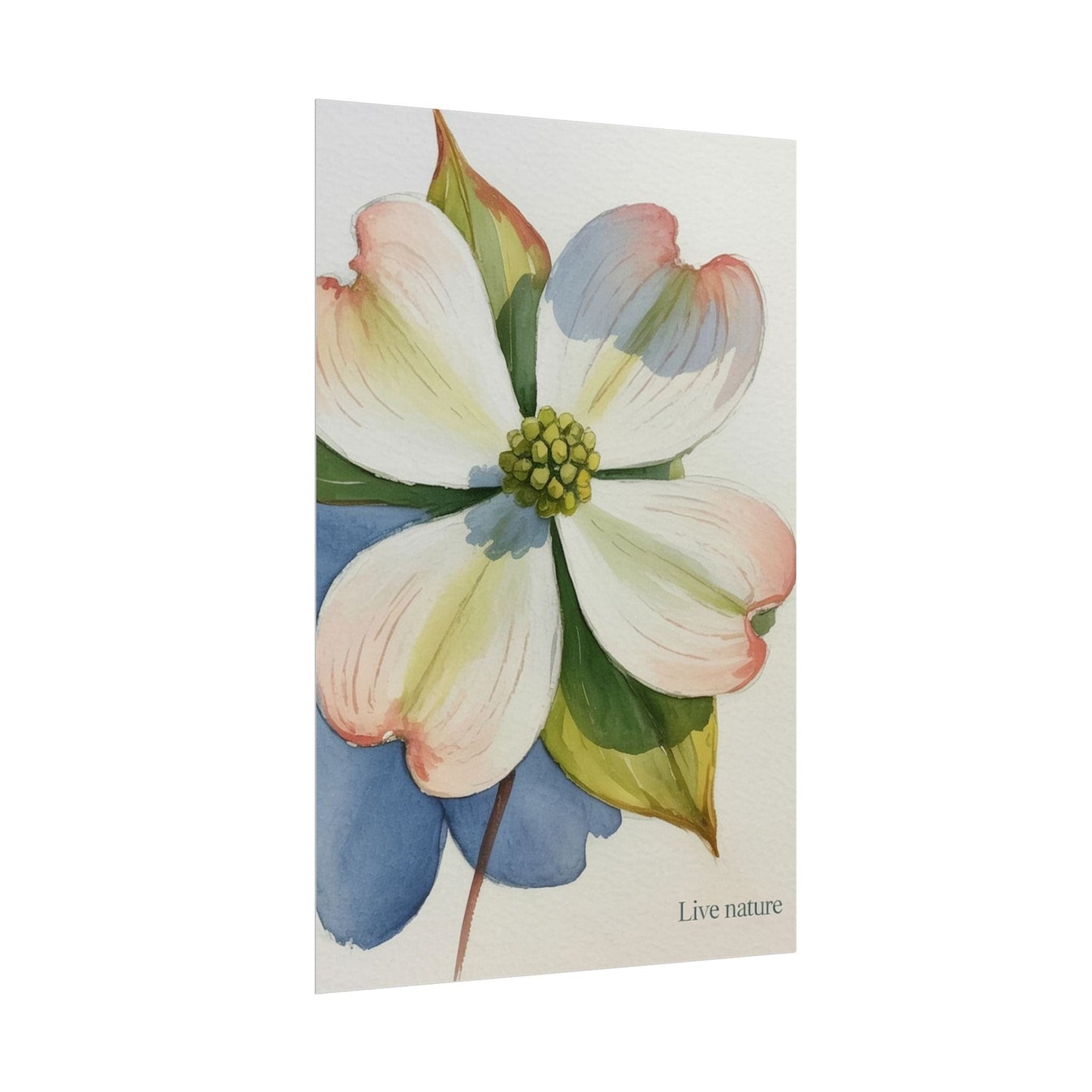 Flowering Dogwood Watercolor Print 'Live Nature
