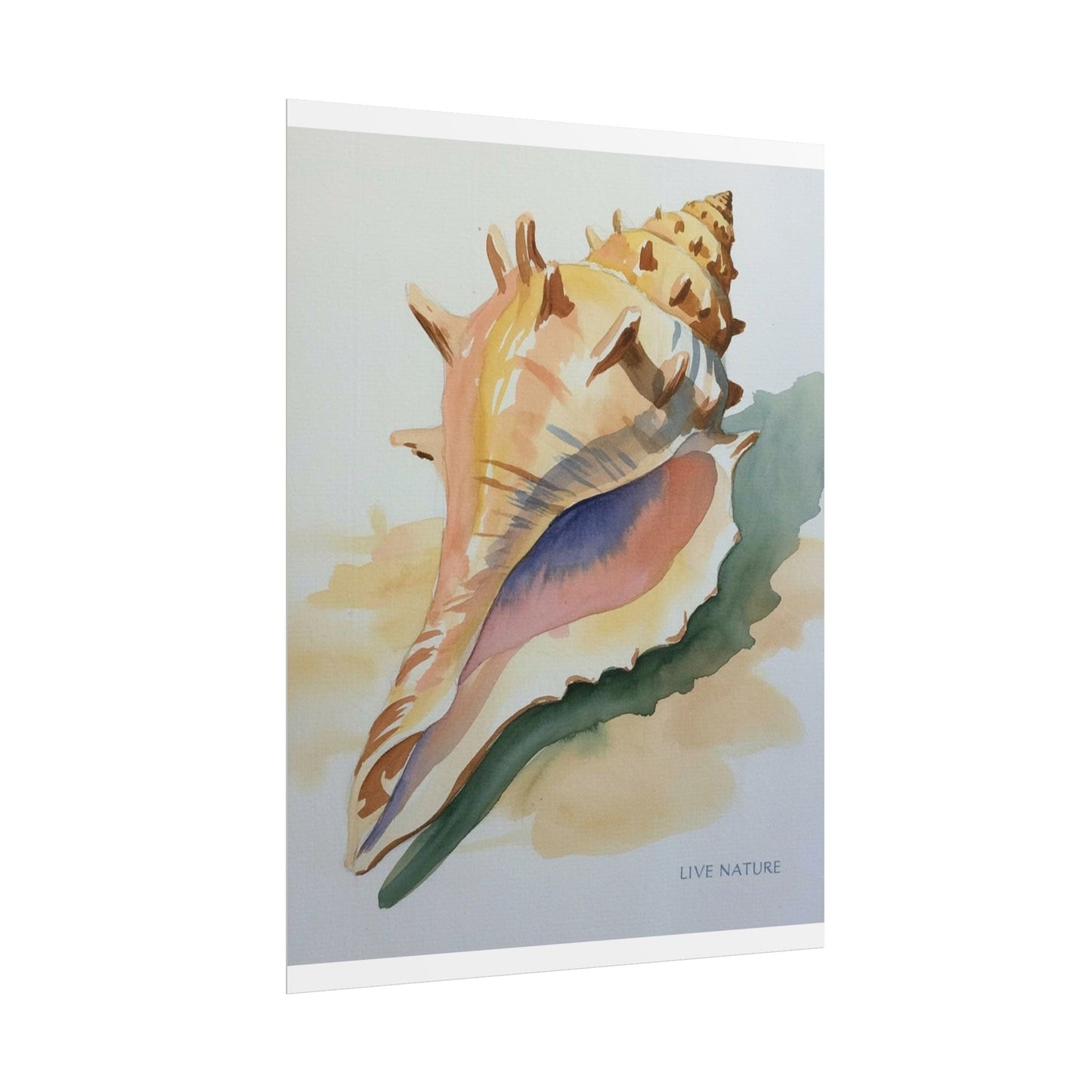 Conch Shell Watercolor Print 'Live Nature' Design