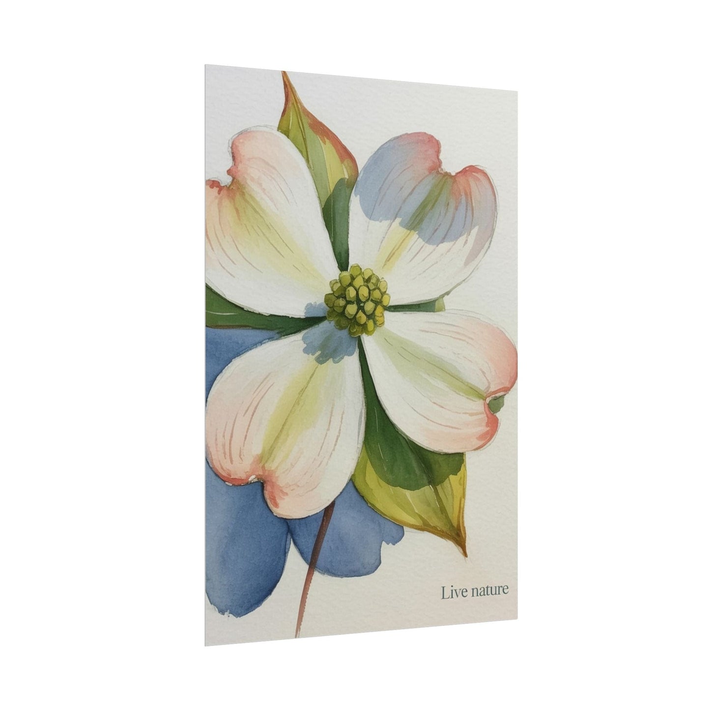Flowering Dogwood Watercolor Print 'Live Nature