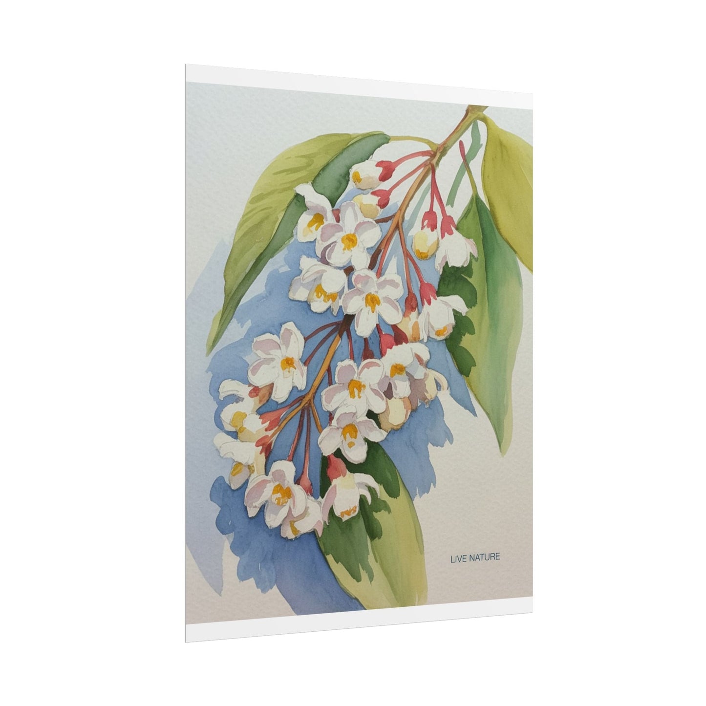 Idaho Syringa Blossom Watercolor Art Print Poster