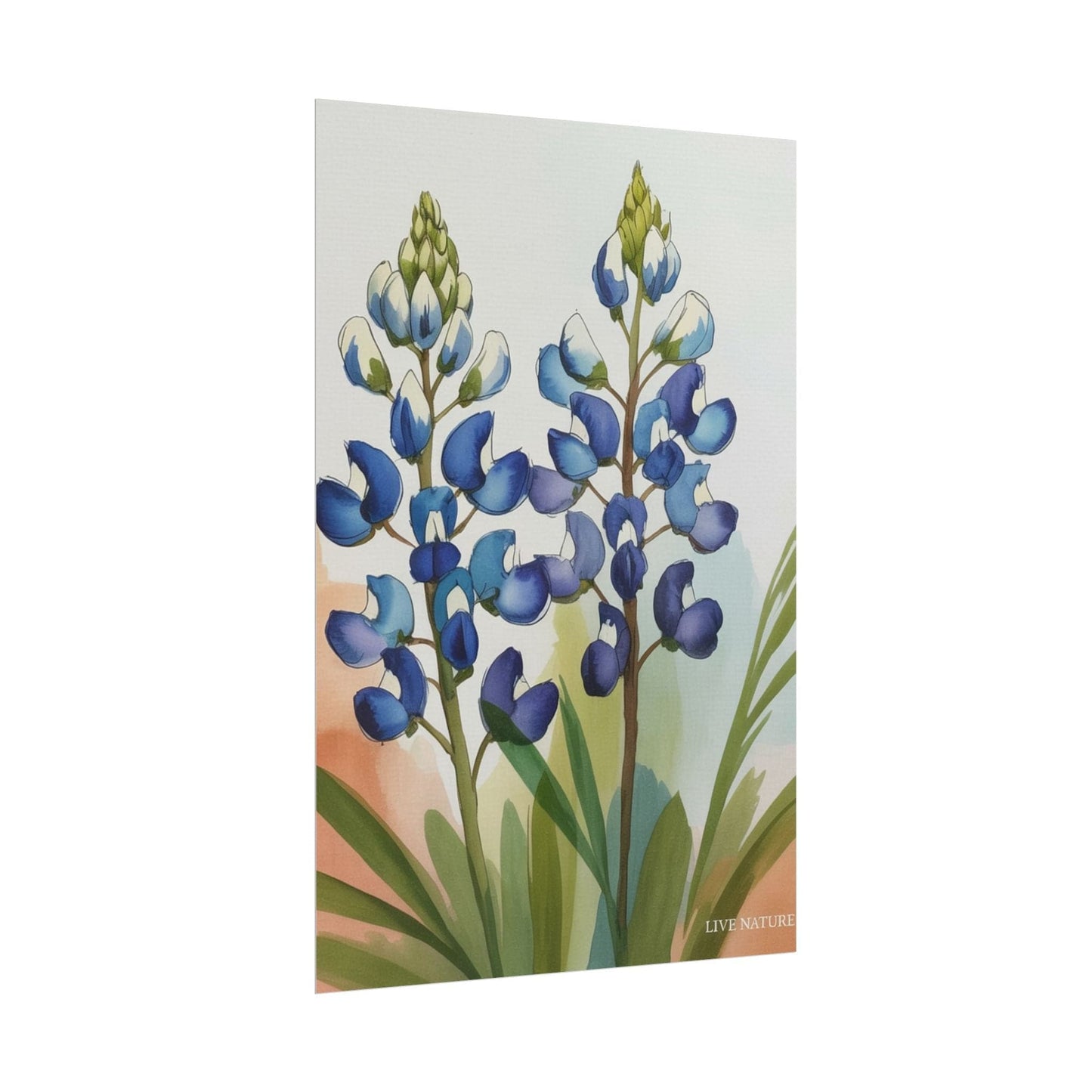 Texas Bluebonnet Watercolor Art Print Matte Finish
