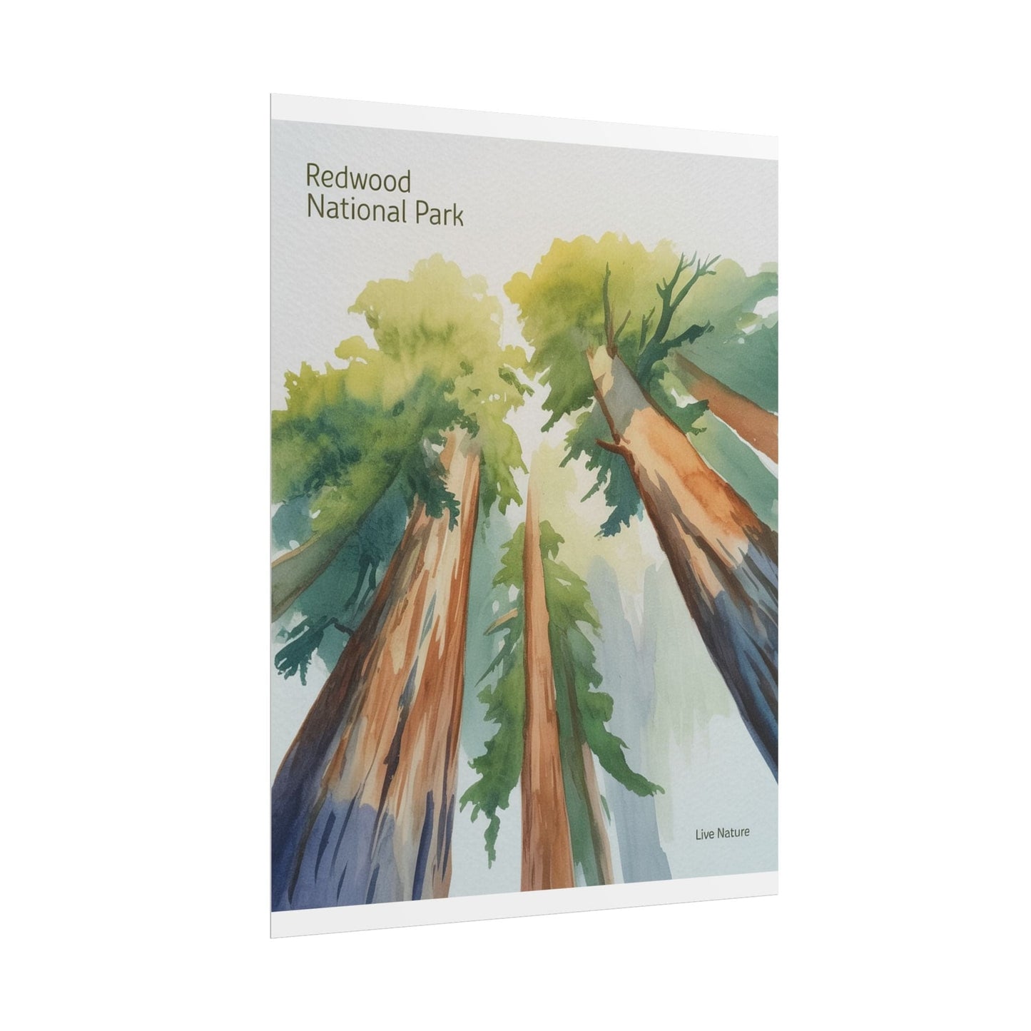 Redwood National Park Watercolor Art Print