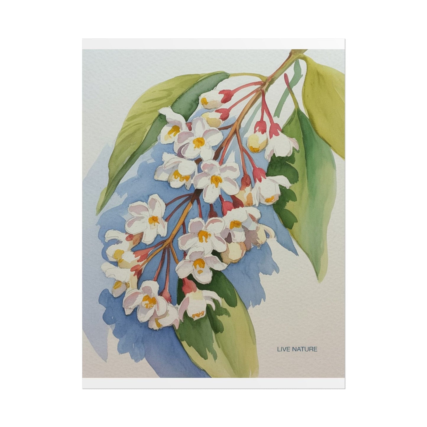 Idaho Syringa Blossom Watercolor Art Print Poster