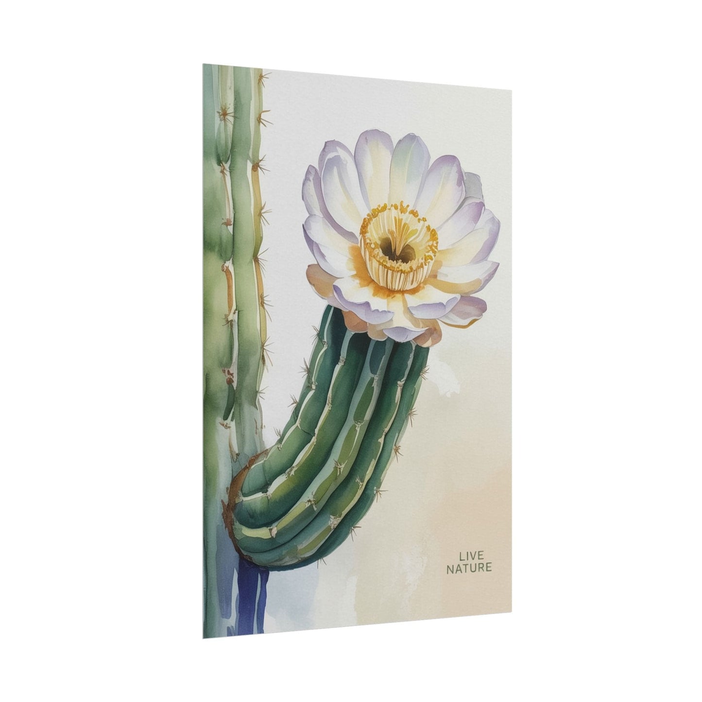 Saguaro Cactus Bloom Watercolor Art Print 'Live Nature