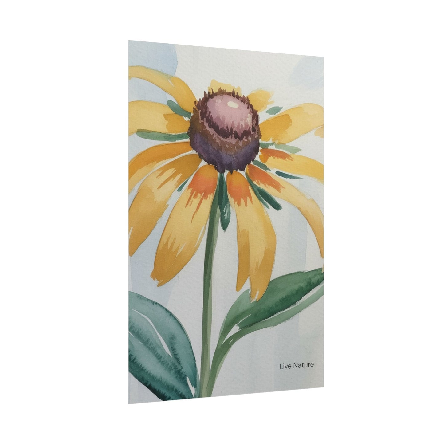 Black Eyed Susan Watercolor Art Print - Live Nature
