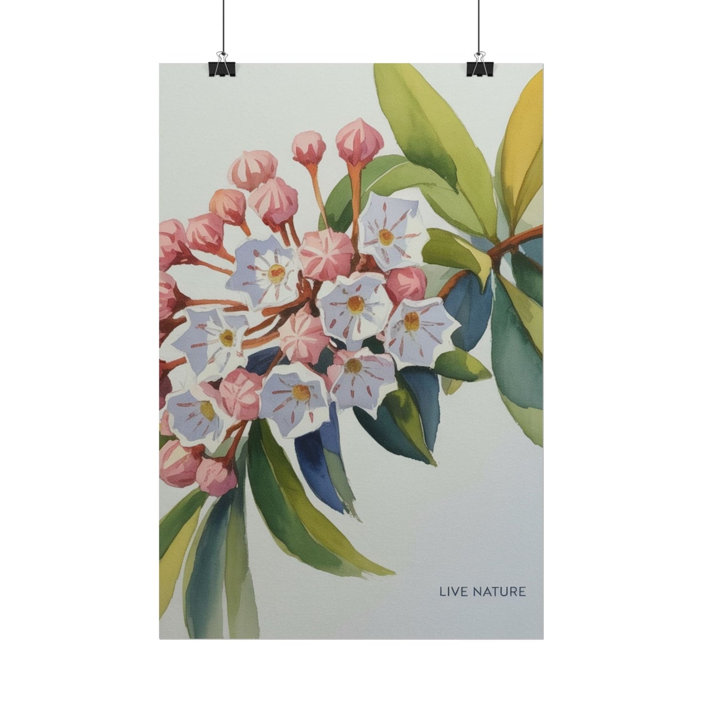 Mountain Laurel Connecticut State Flower Art Print