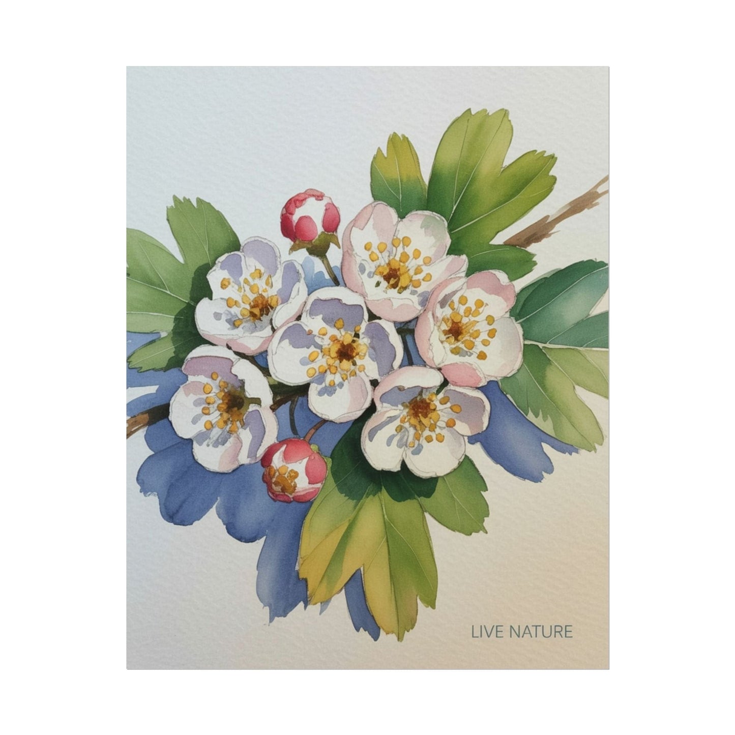 Hawthorn and Dogwood Blossoms Art Print – Live Nature