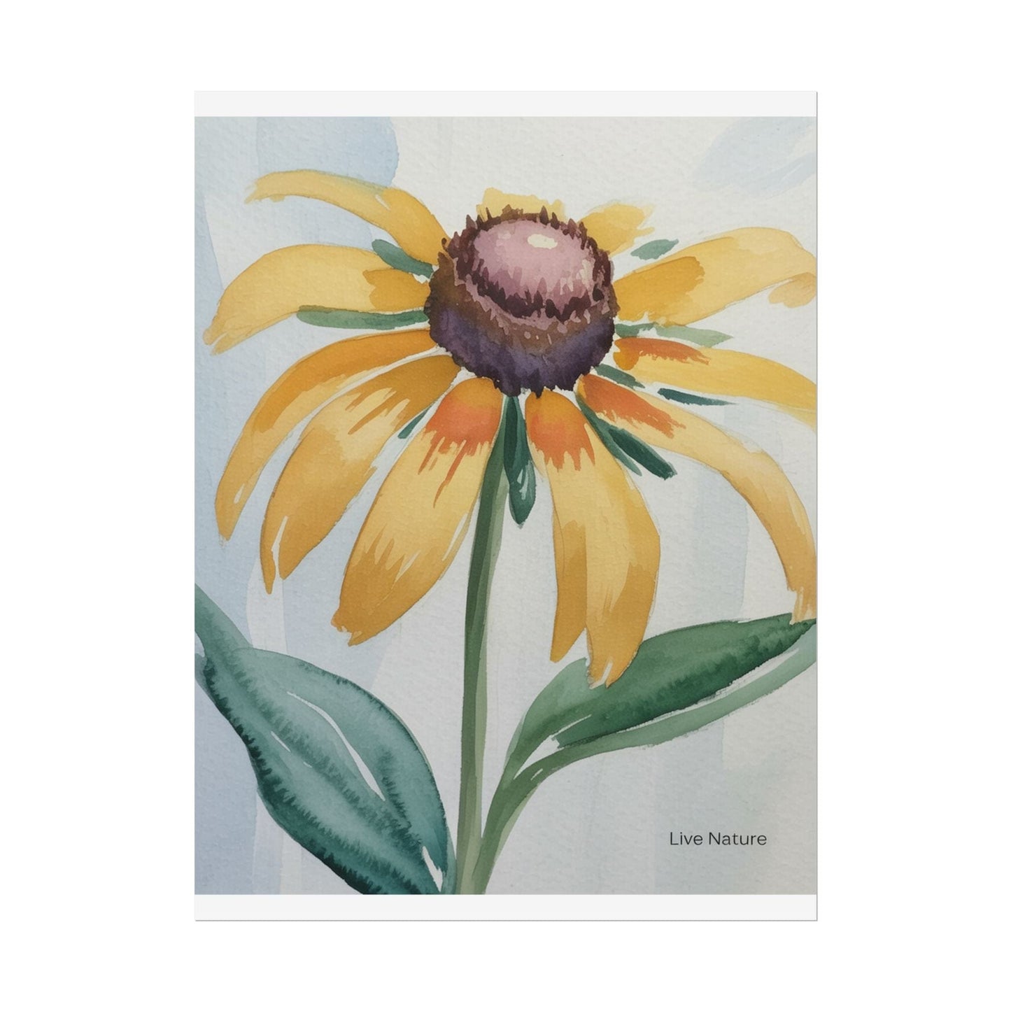 Black Eyed Susan Watercolor Art Print - Live Nature