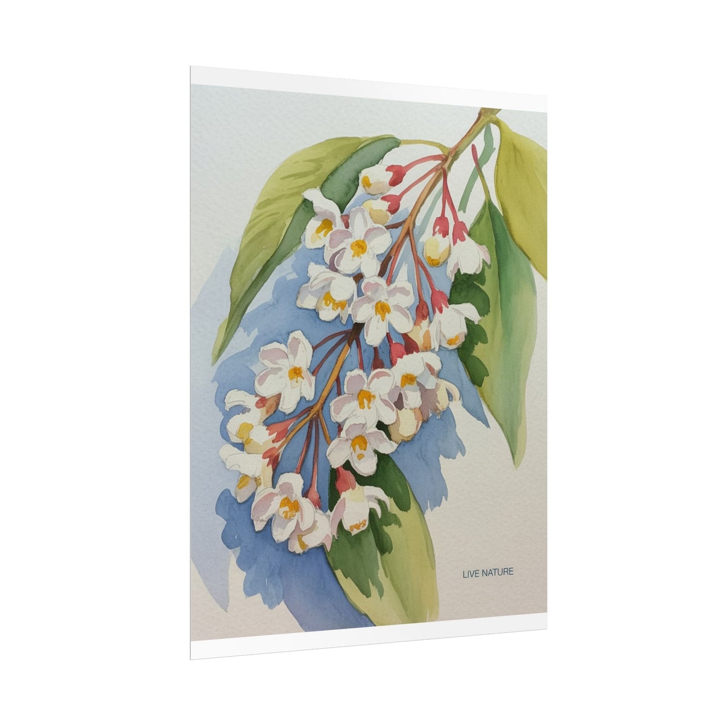 Idaho Syringa Blossom Watercolor Art Print Poster
