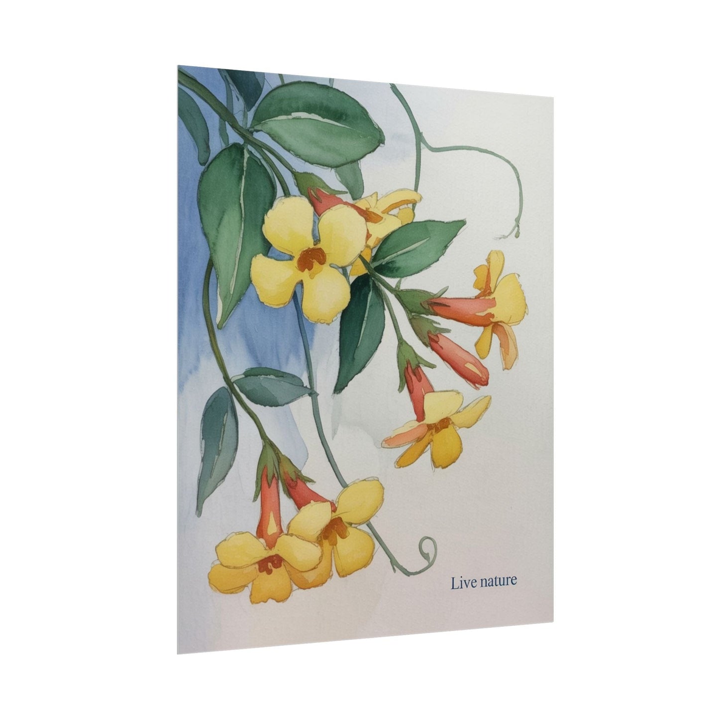 Yellow Jessamine Watercolor Art Print 'Live Nature