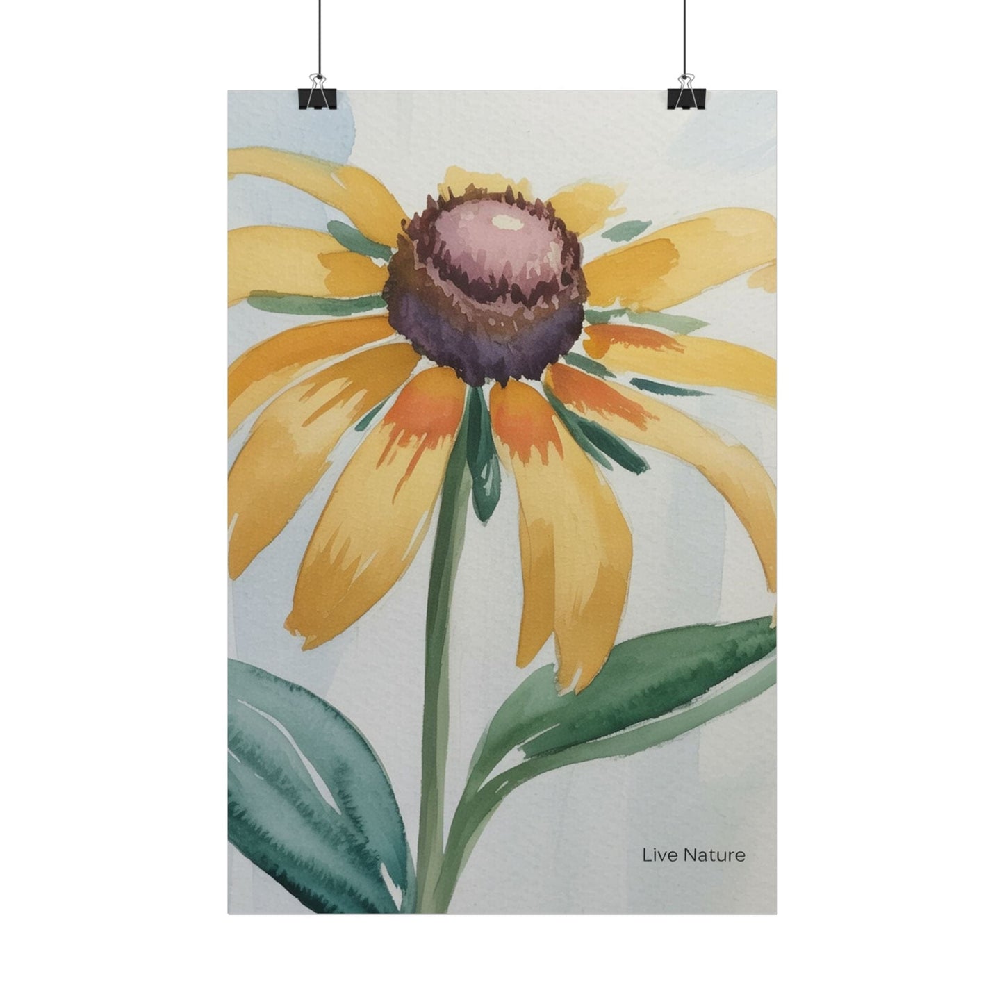 Black Eyed Susan Watercolor Art Print - Live Nature