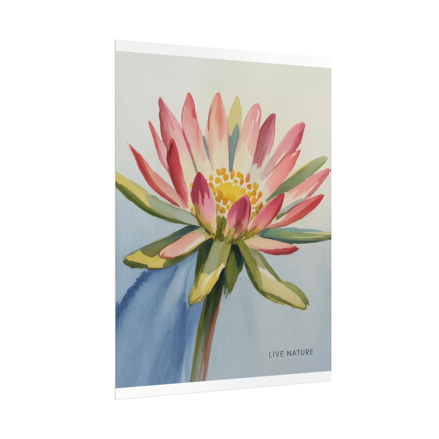 Bitterroot Flower Watercolor Print 'Live Nature