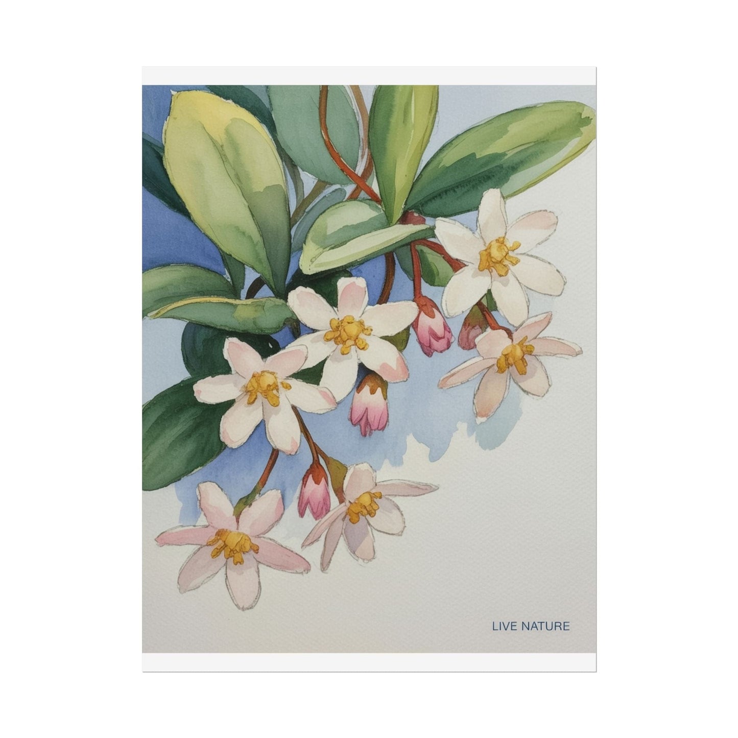 Mayflower Botanical Watercolor Art Print 'Live Nature